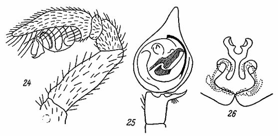 . 24-26. 24 -   Eresus niger (Pet.); 25 -   Pisaura mirabilis (Cl.); 26 -  P. mirabilis (Cl.)