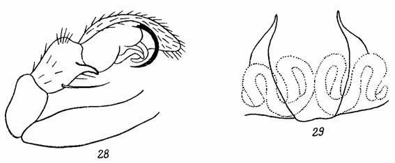 . 28-29. 28 -   D. fimbriatus ( Dahl); 29 -  D. fimbriatus ( Dahl)