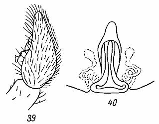 . 39-40. 39 -  Alopecosa cuneata (Cl.); 40 -  A. cuneata (Cl.)
