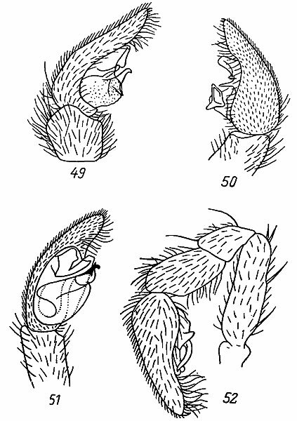 . 49-52. 49 -   Pardosa proximo. (. L. Koch); 50 -   P. calida (l.); 51 -   Xerolycosa miniata (. L. Koch); 52 -   Pardosa riparia . L. Koch