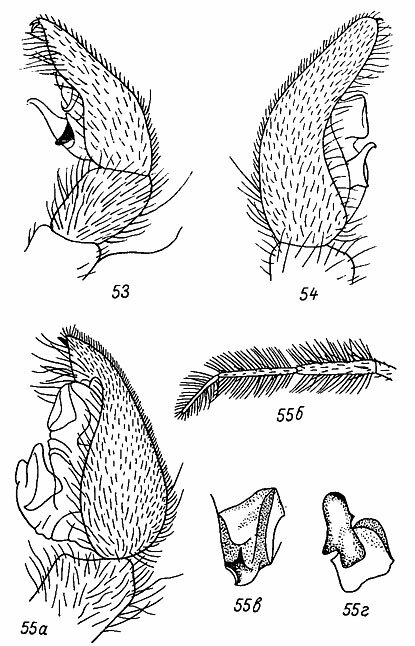 . 53-55. 53 -   P. lugubris (Walck.); 54 -   P. paludicola (l.); 55 -   P. plumipes (Thor.); 55 -   ; 55  55 -   