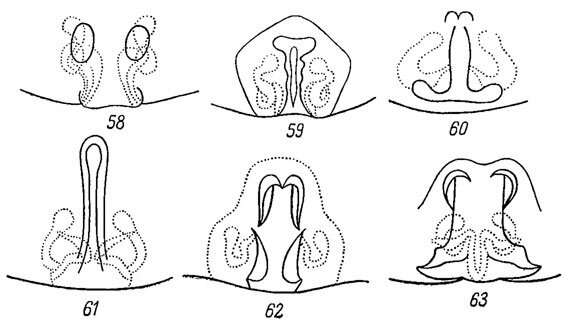 . 58-63. : 58 - Xerolycosa miniata (. L. Koch); 59 - Pardosa calida (Bl.); 60 - P. lugubris (Walck.); 61 - P. paludicola (Cl.); 62 - P. proxima (C. L. Koch); 63 - P. plumipes (Thor.)