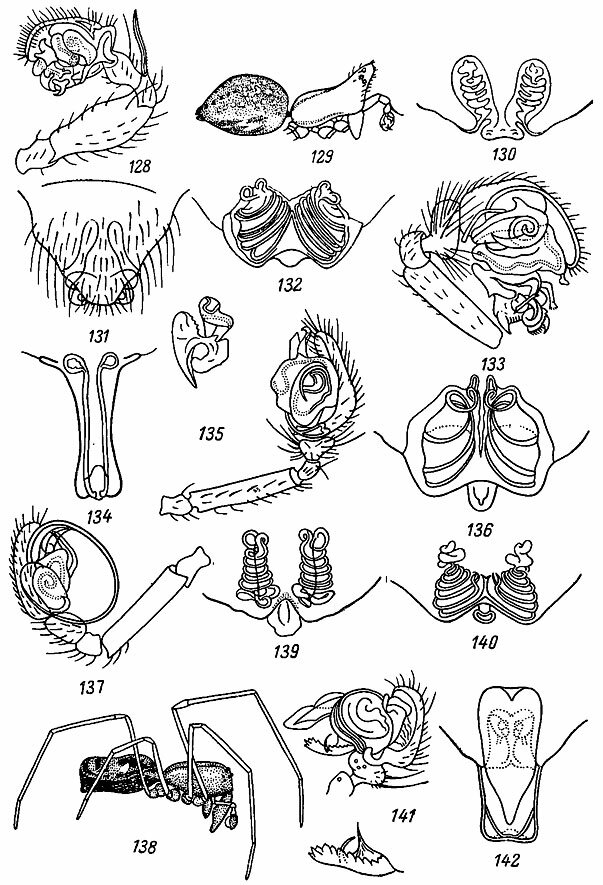 . 128-142. 128 -   Bolyphantes alticeps (Sund.); 129 -  . alticeps (Sund.); 130 -  Stemonyphantes lineatus (Cl.); 131 -  Lephthyphantes nebulosus (Sund.); 132 -  Linyphia clathrata Sund.; 133 -   L. clathrata Sund.; 134 -  L. insignis Blacltw.; 135 -   L. marginata C. L. Koch; 136 -  L. marginata C. L. Koch; 137 -   L. pusilla Sund.; 138 -  L. pusilla Sund.; 139 -  L. pusilla Sund.; 140 -  L. triangularis (L.); 141 -   Argiope bruennichi (Scop,); 142 -  A. bruennichi (Scop.)