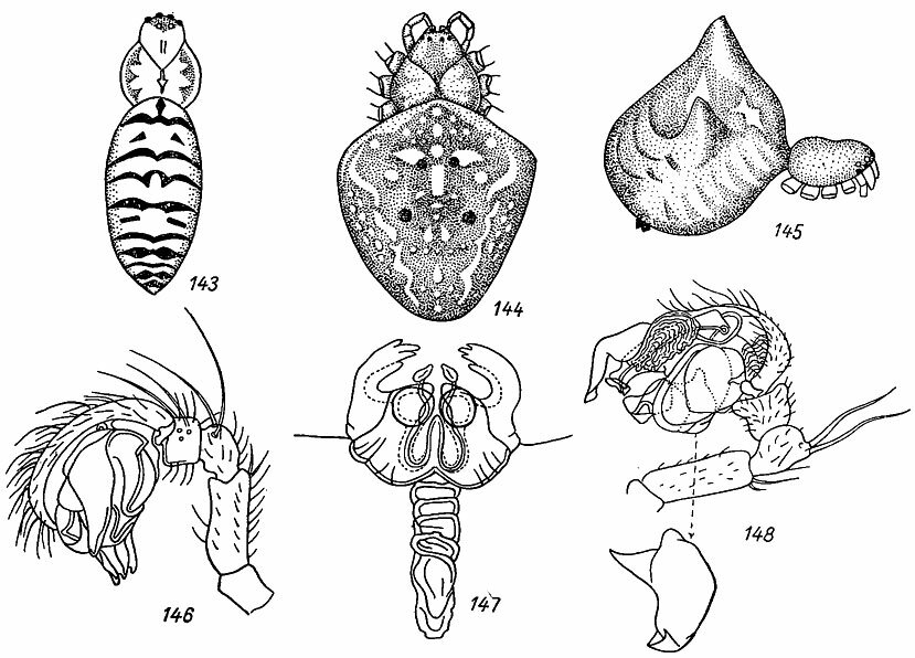 . 143-148. 143 -  Argiojpe bruennichi (Scop.); 144 -  Araneus diadematus Ol. 145 -  A. ulrichi (Hahn); 146 -   A. adiantus Walck. 147 -  A. alsine Walck.; 148 -   A. alsine Walck