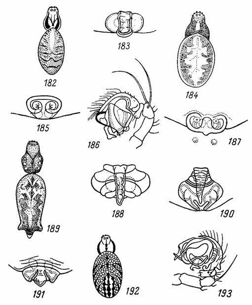 . 182-193. 182 -  Cercidia prominens (Westr.); 183  . prominens (Westr.); 184 -  Hypsosinga albovittata (Westr.); 185 -  H. pygmaea (Sund.); 186 -   H. pygmaea (Sund.); 187 -  H. sanguinea (C. L. Koch); 188 -  Cyclosa conica (Pallas); 189 -  . oculata (Walck.); 190 -  . oculata (Walck.); 191 -  Mangora acalypha (Walck.); 192 -  M. acalypha (Walck.); 193 -   M. acalypha (Walck.)