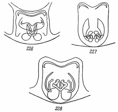 . 226-228. 226 -  Zelotes apricorum (L. Kch); 227 -  Z. serotinus (L. Koch); 228 -  Z. subterraneus (C. L. Koch)