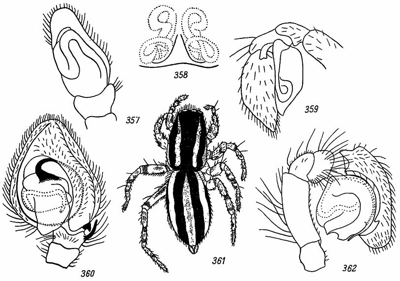 . 357-362. 357 -   Attulus saltator (Gambr.) (n Dahl); 358 -  Sitticus littoralis (Hahn) (no Dahl); 359 -   Phlegra fasciata (Hahn) (no Dahl); 360 -   Marpissa radiata (Grube); 361 -  Phlegra fasciata (Hahn); 362 -   Pellenes tripunctatus (Walck)