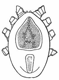 . 487.     . Rhinonyssidae: Sternostoma ( , 1948)