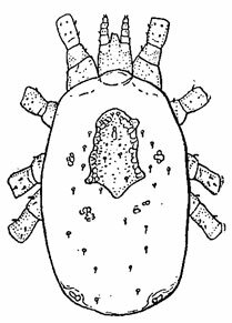 . 488.     . Rhinonyssidae: Rallinyssus ( , 1948)