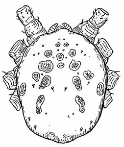 . 491.     . Rhinonyssidae: Larinyssus ( , 1948)