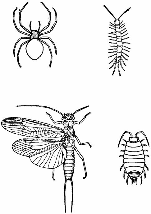 Наземные членистоногие: паукообразное, многоножка, насекомое и мокрица
