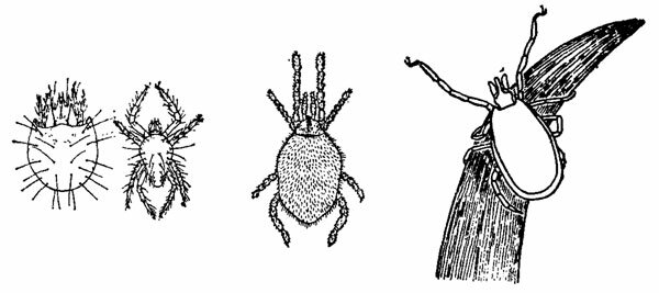 Клещи (слева направо): панцирный, паутинный, краснотелка и иксодовый (в позе ожидания хозяина)