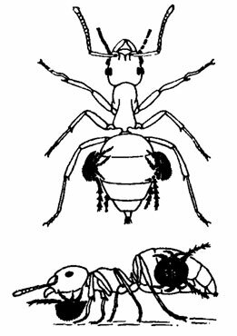 Мирмекофильные клещи на муравье