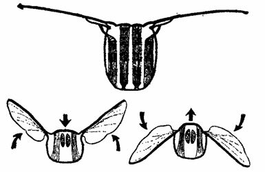 Полетный механизм стрекозы (вверху) в сравнении с мухой. Стрелки - направление движения спинки и крыльев при взмахах
