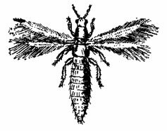Трипс - миниатюрное насекомое