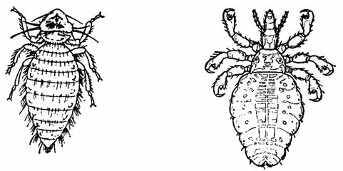 Паразитические насекомые (слева направо): куриный пухоед и свиная вошь