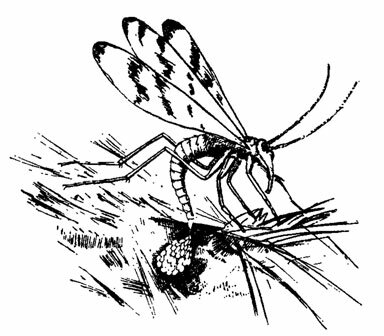 Самка скорпионницы откладывает яйца в почву
