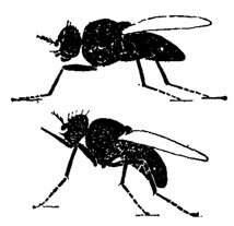 Домашняя муха (вверху) и осенняя жигалка