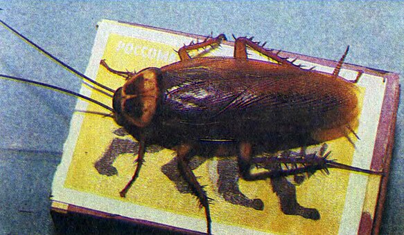 Американский таракан достигает внушительного размера
