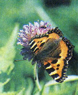 Крапивница - одна из наиболее обычных бабочек