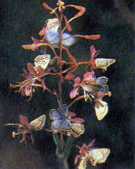 Компания голубянок Идас на цветках иван-чая