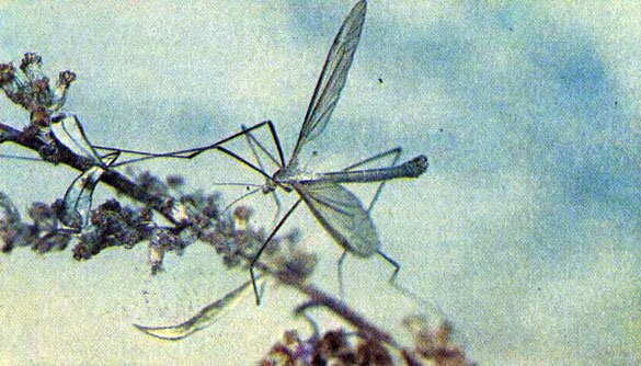 Комара-долгоножку в народе называют 'караморой'