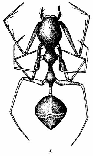 Рис. 5. Myrmecium gounellei Sim. (Clubionidae) - пример совершенной имитации муравья пауком. По Милло