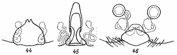 . 44-46. 44 -  Alopecosa cursor (Halm); 45 -  A. pulverulenta (Cl.); 46 -  A. schmidti (Hahn)
