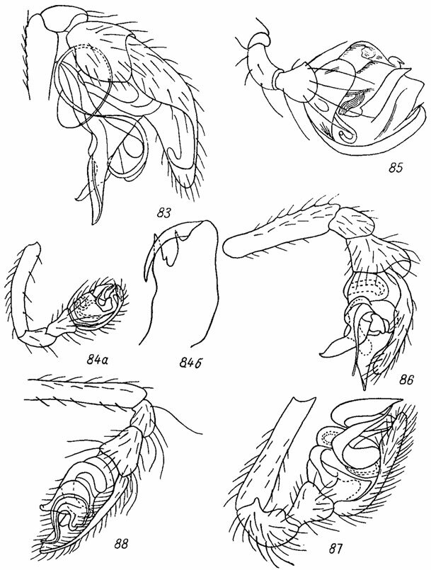 . 83-88. 83 -   Asagena phalerata (Panz.); 84 -   Enovlognatha mandibularis (Lucas); 84 -   . mandibularis (Lucas)- 85 -   Robertus arundineti (Cambr.); 86 -   Lrthyphantes albomaculatus (De Geer); 87 -   Steatoda bipunctata (L.); 88 -   Teutana grossa (C. L. Koch)