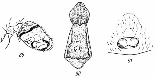 . 89 -   Episinus truncatus Latr. ( Wiehle); 90 -  . truncatus Latr.; 91 -  . truncatus Latr. ( Wiehle)