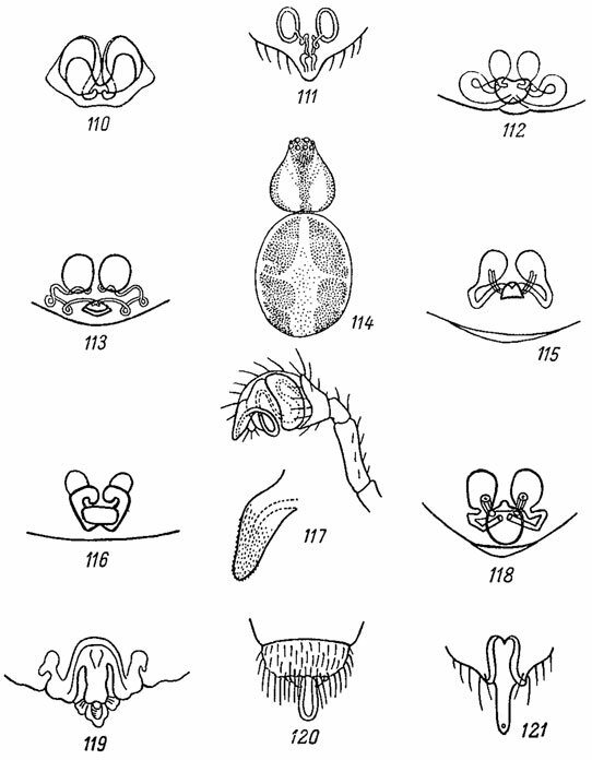 . 110-121. 110 -  Teutana grossa (. L. Koch); 111 -  Theridium bimaculatum (L.); 112 -  Th. impressum L. Koch; 113 -  Th. innocuum Thor.; 114 -  Th. pictum (Walck.); 115 -  Th. pictum (Walck.); 116 -  Th. tepidariorum C. L. Koch; 117 -   Th. tepidariorum C. L. Koch; 118 -  Th. varians Hahn.; 119 -  Bolyphantes alticeps (Sund.); 120 -  Diplostyla dorsalis (Wid.); 121 -  D. pullatus (O. Cambr.)