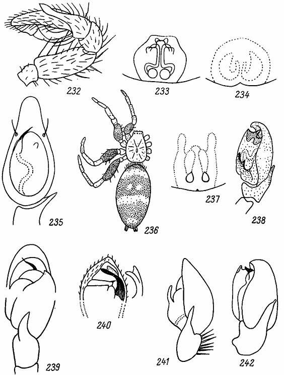 . 232-242. 232 -   Poecilichroa variana (. L. Koch); 233 -  Zelotes pusillus (. L. Koch); 234 -  Phaeocedus braccatus (L. Koch) (no Palmgren); 235 -   Drassodes villosus (Thor.) (no Reimoser); 236 -  Poecilochroa variana (C. L. Koch) (no Palmgren); 237 -  P. variana (no Palmgren); 238 -   Gnaphosa leporina (L. Koch) (no Palmgren); 239 -   Zelotes serotinus (L. Koch) (no Reimoser); 240 -   Z. apricorum (L. Koch) (no Simon); 241 -   pusillus (C. L. Koch) (no Palmgren); 242 -   Z. subterraneus (C. L. Koch) (no Palmgren)