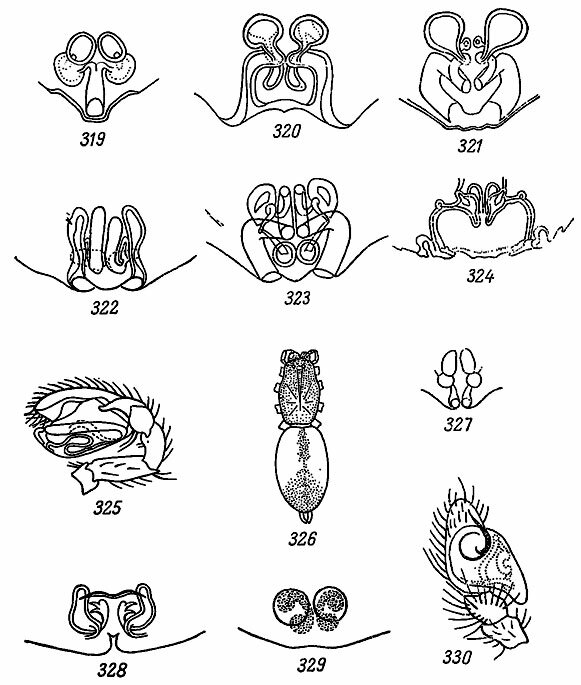. 319-330. 319 -  Clubiona diversa . Cambr.; 320 -  . frutetorum L. Koch; 321 -  . germanica Thor.; 322 -  . phragmitis . L. Koch; 323 -  . similis L. Koch; 324 -  . stagnatilis Kulcz.; 325 -   . subtilis L. Koch; 326 -  . subtilis L. Koch; 327 -  . subtilis L. Koch; 328 -  Micaria formicaria (Sund.); 329 -  Euophrys maculata Wid.; 330 -   E. maculata Wid