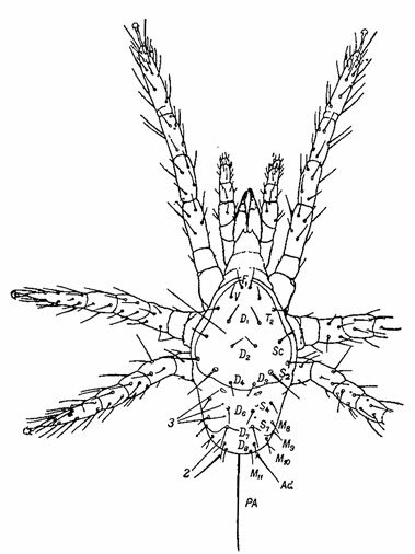 . 4. ,  : Parasitus sp. ( , 1955).    .  