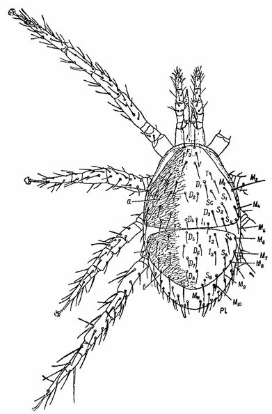 . 7. ,  : Parasitus sp.,(. L. Koch). ( , 1955). a -  ;  -  .    .  