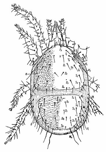 . 8. ,  : Euryparasitus emarginatus (. L. Koch). ( , 1955). a -  ;  -  .    .  