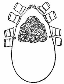 . 486.     . Rhinonyssidae: Sternostomum ( , 1912)