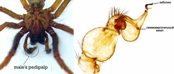 Слева: педипальпы самца паука, цимбиум правой педипальпы обведен кружочком. Справа: цимбиум паука Unicorn catleyi