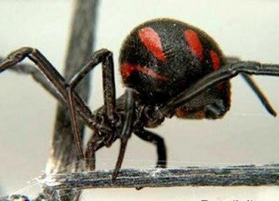 Ученые подтвердили появление ядовитых пауков в Саратовской области