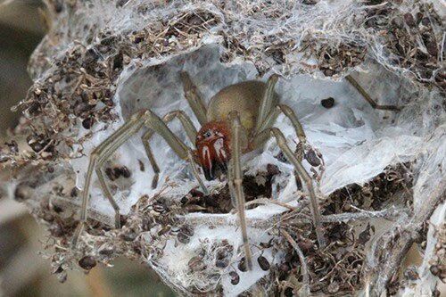 В Воронежском заповеднике нашли самку редкого ядовитого паука