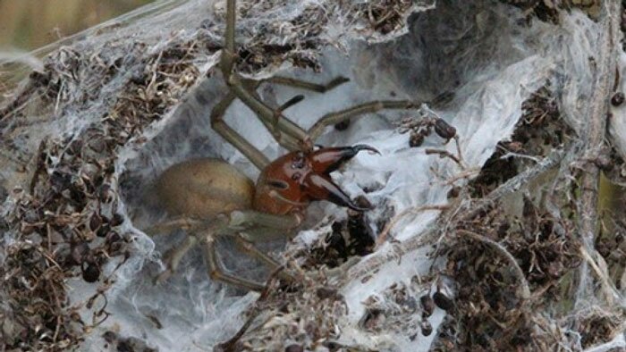 В Воронежском заповеднике нашли самку редкого ядовитого паука