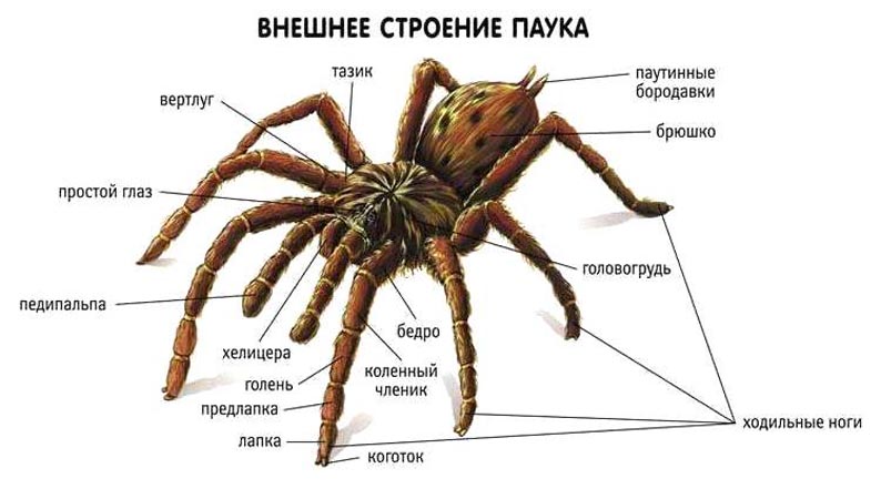 Строение и биология пауков