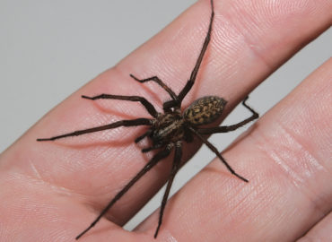 Домашний паук на руках
