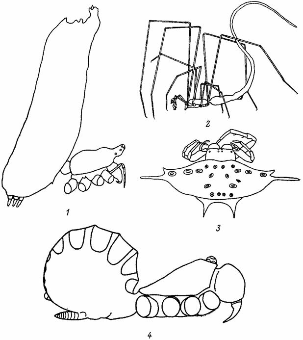 . 1-4.     .  . . 1. Poltys columnaris Thor. (Araneidae). . 2. Ariamnes helminthoides Sim. (Theridiidae), . 3. Gasterocantha importuna Pick.-Cambr. (Araneidae). . 4. Liphistius malayanus Abr. (Liphistiidae)